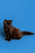 Fluffy black Maine Coon kitten with bright eyes posing against a blue backdrop