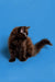 Fluffy dark brown Maine Coon kitten with a white chest patch, adorable Coon kitten