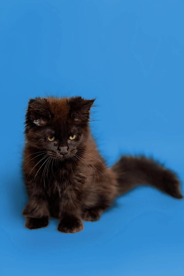 Black fluffy Maine Coon kitten Molly with bright eyes ready for a forever home