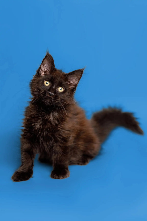 Fluffy black Maine Coon kitten with bright eyes and raised paw ready for playtime