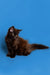 Fluffy black Maine Coon kitten with wide eyes sitting against a blue backdrop