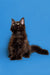 Fluffy black Maine Coon kitten with alert ears and bright eyes sitting upright