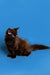 Fluffy black Maine Coon kitten with bright eyes against a blue backdrop