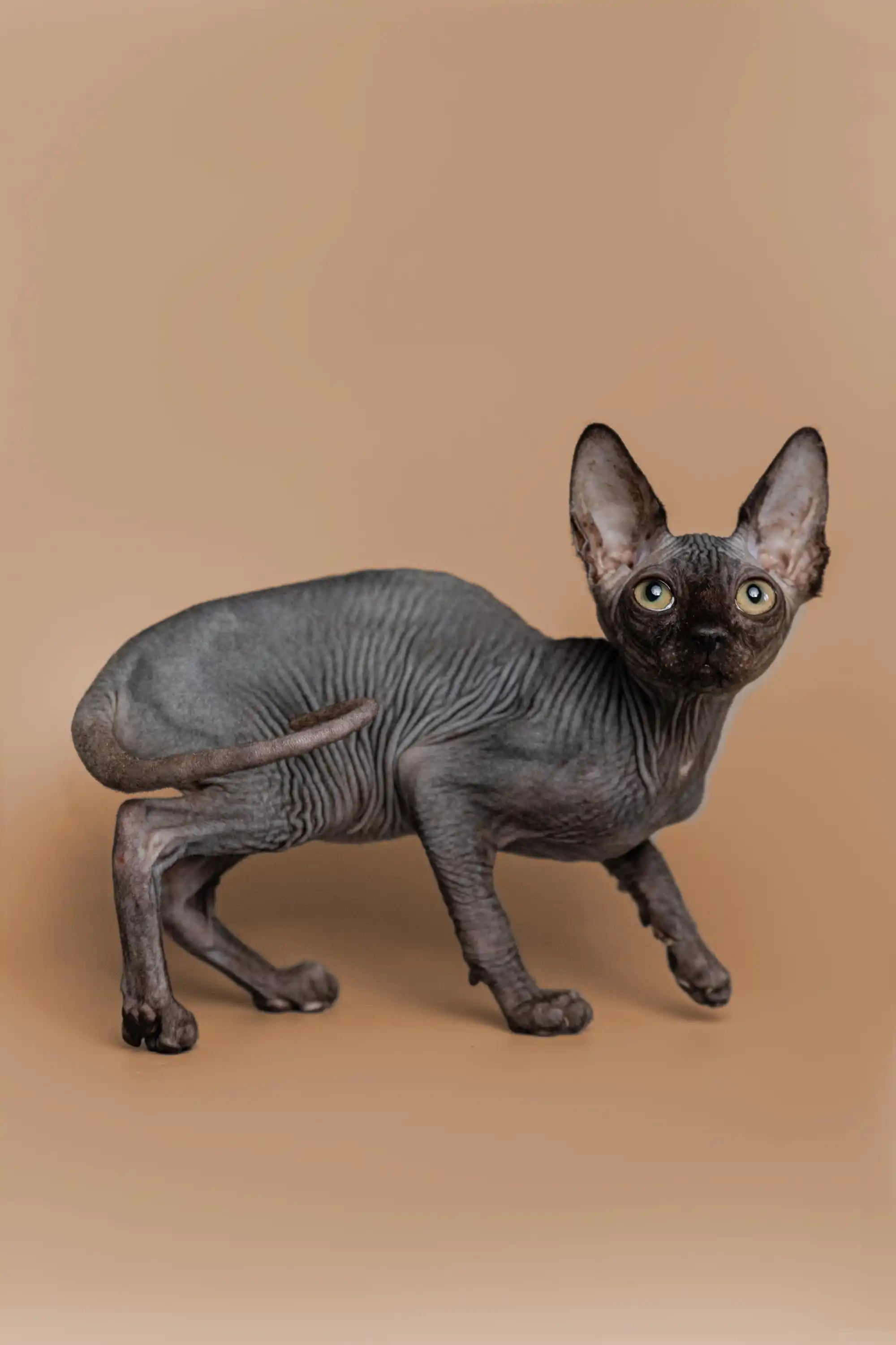 Hairless Sphynx Cats & Kittens for Sale Molly | Kitten