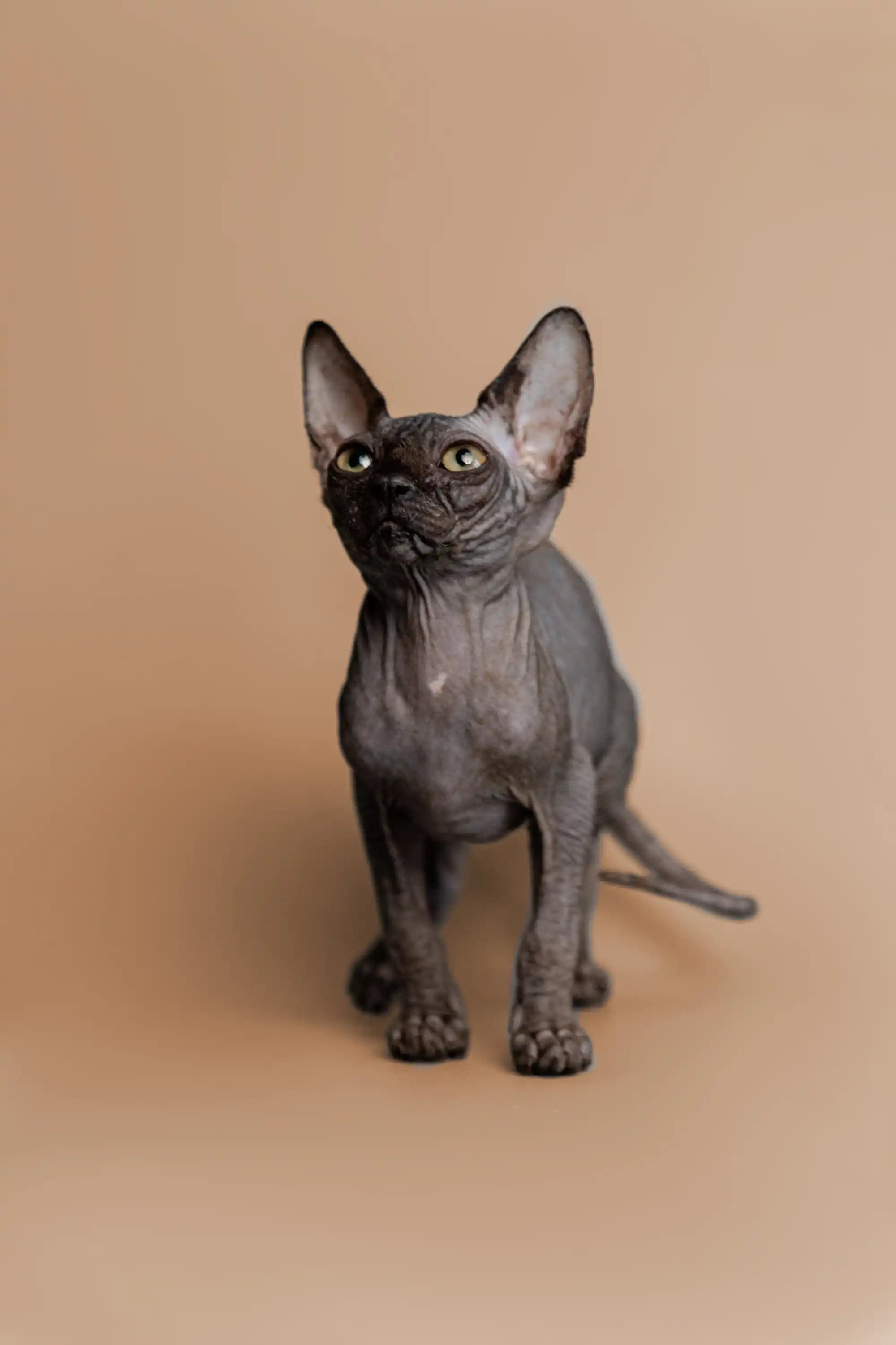 Hairless Sphynx Cats & Kittens for Sale Molly | Kitten