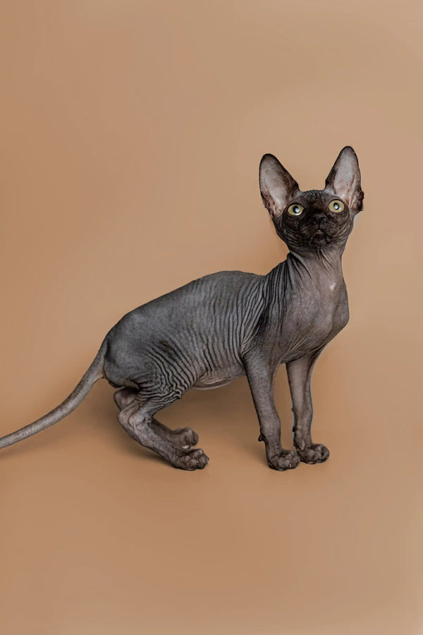 Adorable Hairless Sphynx Kitten Molly with wrinkled gray skin and big ears