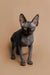 Cute Hairless Sphynx Kitten Molly with big ears and wrinkled skin, meet her now!