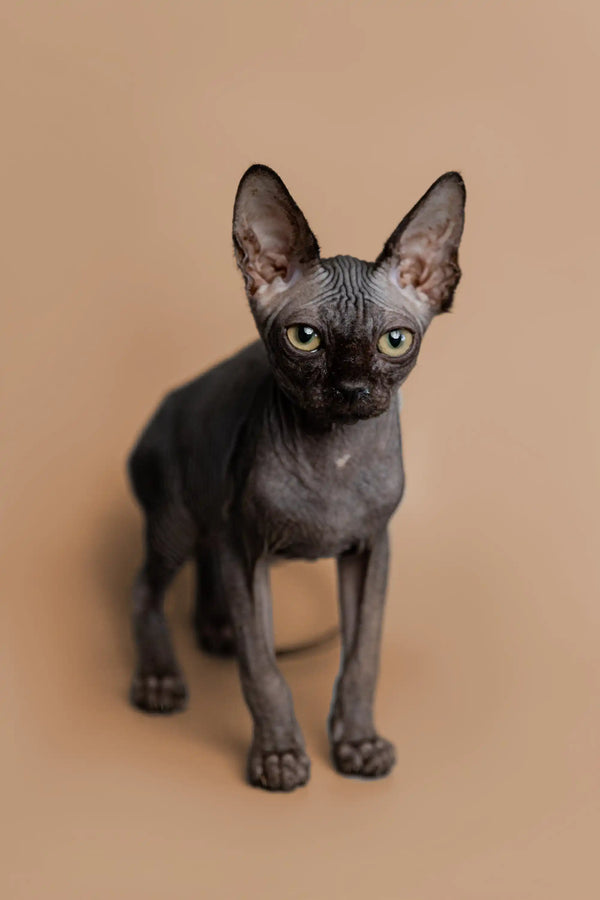Cute Hairless Sphynx Kitten Molly with big ears and wrinkled skin, meet her now!