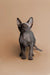 Cute Hairless gray Sphynx kitten Molly with big ears and wrinkled skin, ready to meet you!