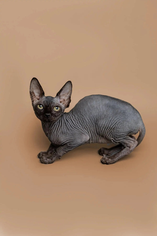 Meet Molly, an adorable female Sphynx kitten with wrinkled gray skin and big ears