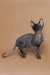 Hairless gray Sphynx kitten Molly with big ears, perfect for your furry friend collection