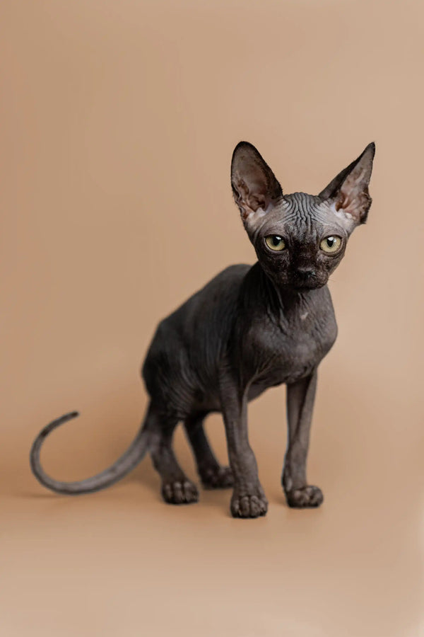 Cute Hairless Sphynx kitten Molly with big ears and wrinkled skin, meet your new friend!