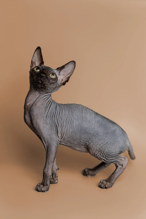 Adorable Hairless Sphynx Kitten Molly with wrinkled gray skin and big ears