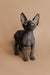 Meet Molly, a cute female Sphynx kitten with big ears and expressive eyes