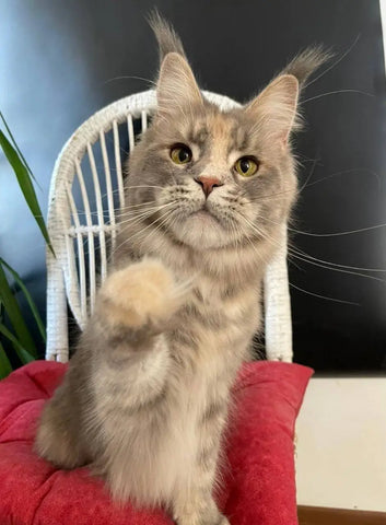 Narcissus | Maine Coon Kitten