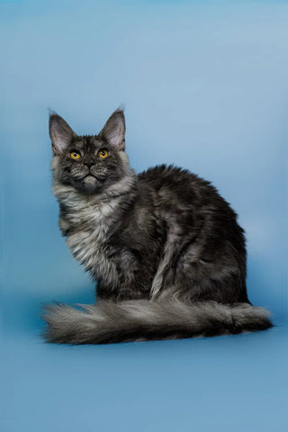 Oberon | Maine Coon Kitten