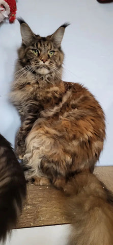 Zodiac | Maine Coon Kitten