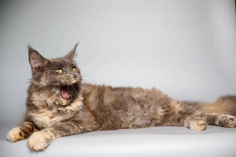 Max | Maine Coon Kitten