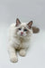 Fluffy white Ragdoll kitten with blue eyes, an enchanting male Ragdoll ready to cuddle