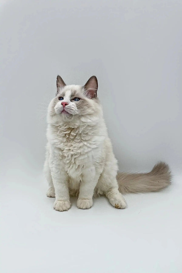 Fluffy male Ragdoll kitten Momo with blue eyes sitting upright and looking adorable