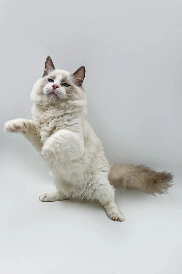 Fluffy white Ragdoll kitten Momo sitting upright with paw raised, super adorable!