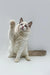 Fluffy white Ragdoll kitten with pointed ears playfully raising its paw