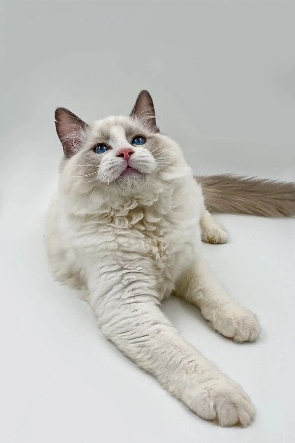 Fluffy male Ragdoll kitten Momo with blue eyes lounging on its side