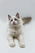 Fluffy white male Ragdoll kitten with blue eyes lounging, Momo the enchanting companion