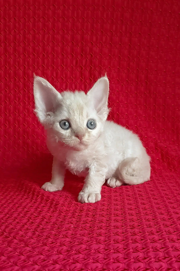 Mona | devon rex kitten