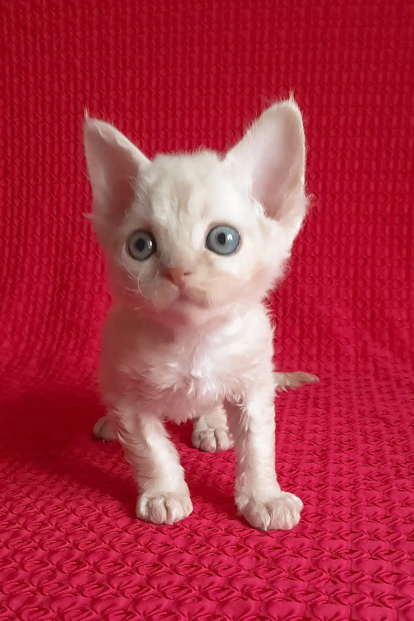 Mona | devon rex kitten