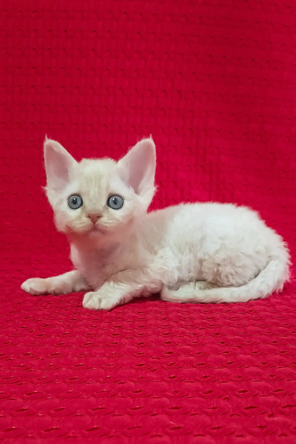 Mona | devon rex kitten