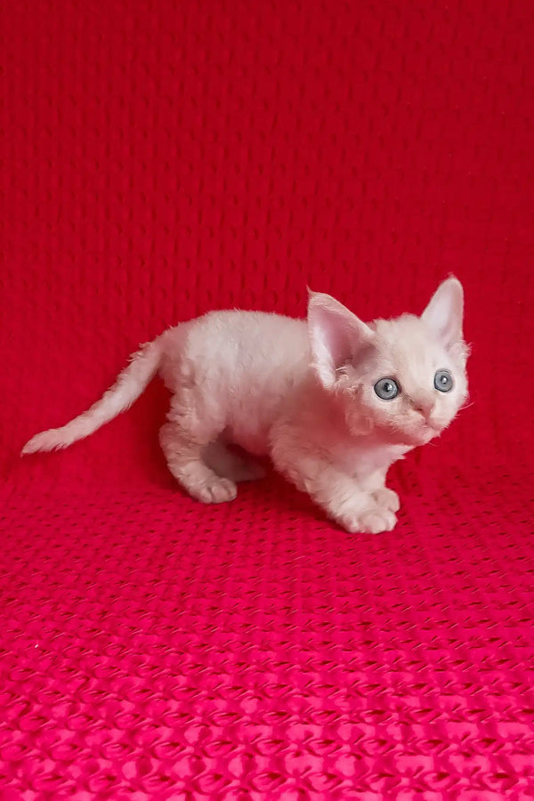Mona | devon rex kitten