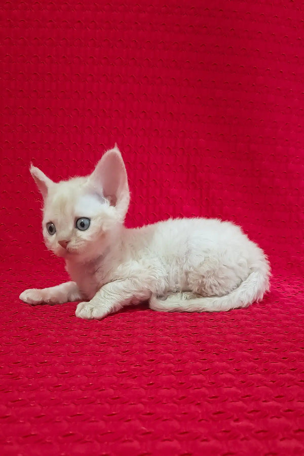 Mona | devon rex kitten
