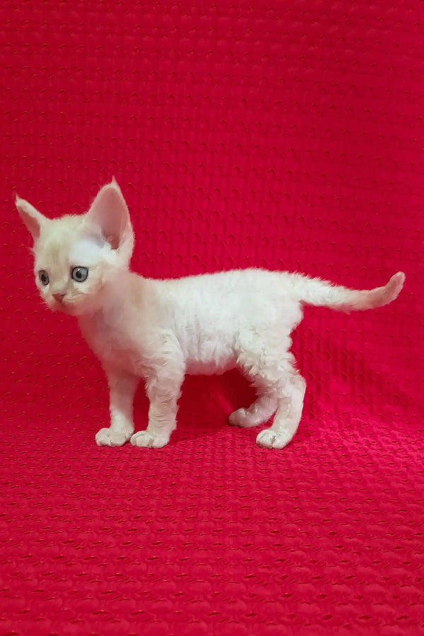 Mona | devon rex kitten