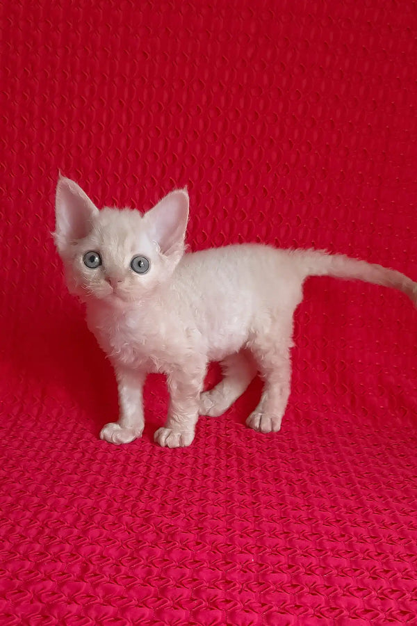 Mona | devon rex kitten