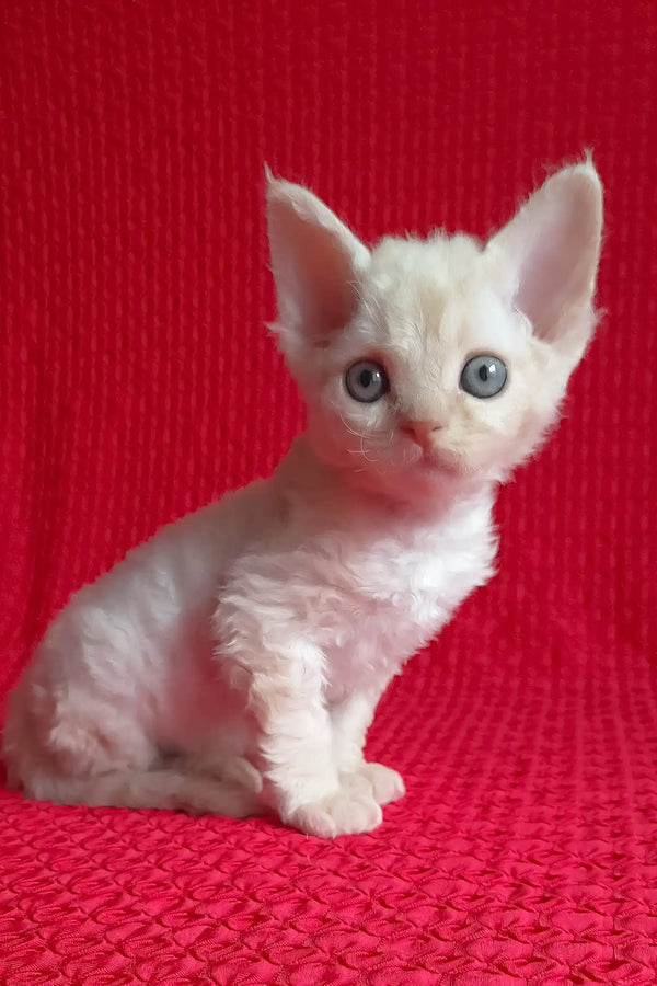 Mona | devon rex kitten