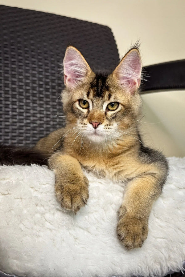 Brown tabby cat with big ears featured in MonAmour Maine Coon Kitten product