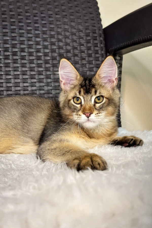 Brown tabby cat with large ears in MonAmour Maine Coon Kitten product