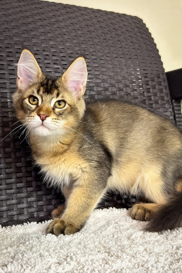 Brown and tan tabby cat from the MonAmour Maine Coon Kitten collection