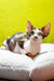 Monica | devon rex kitten