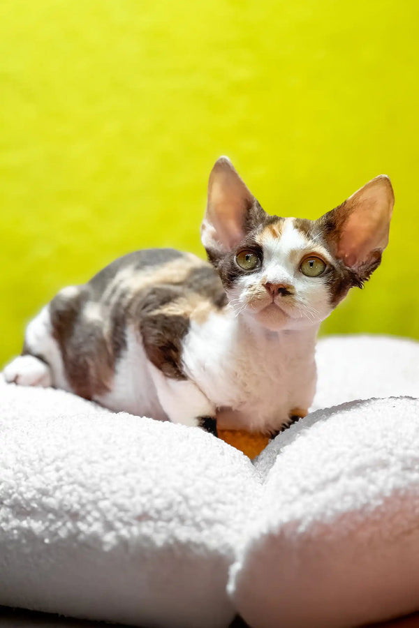 Monica | devon rex kitten