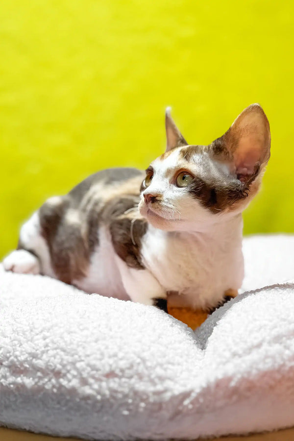 Monica | devon rex kitten