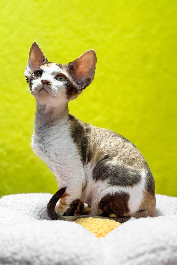 Monica | devon rex kitten
