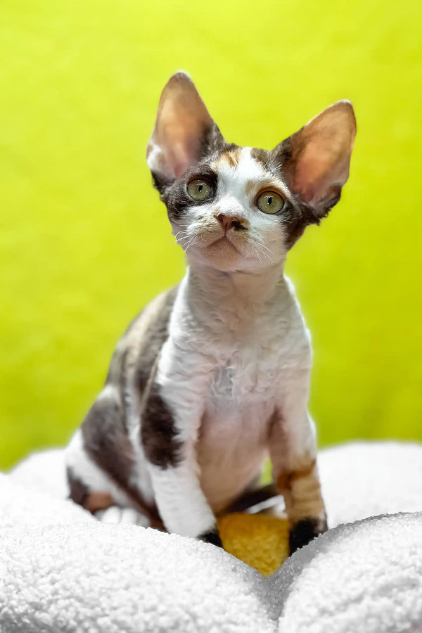 Monica | devon rex kitten
