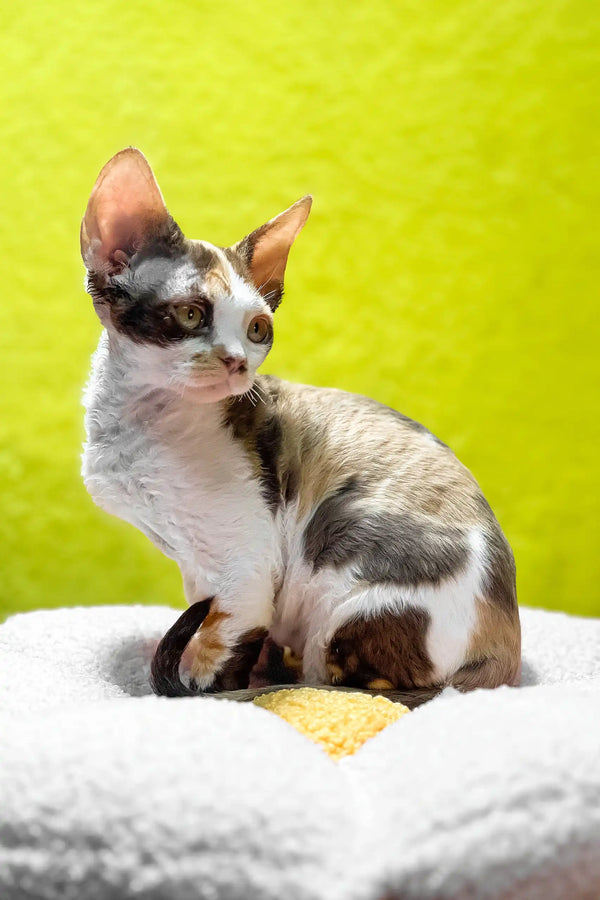 Monica | devon rex kitten