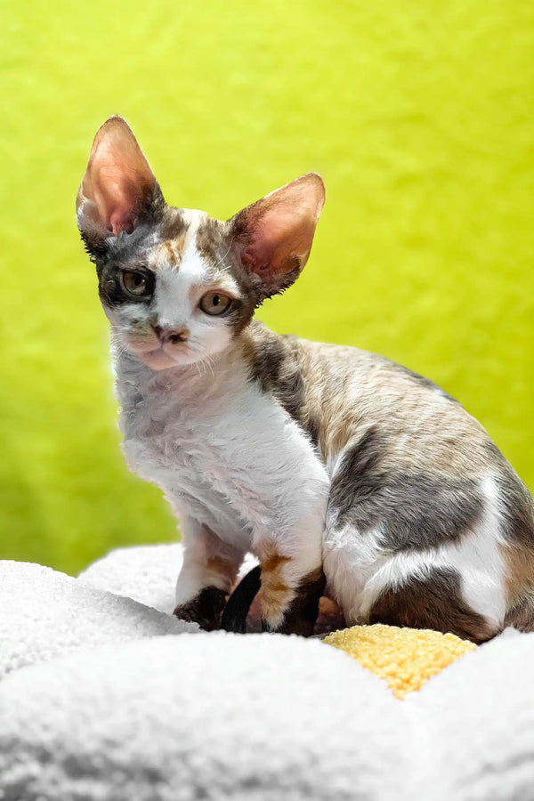 Monica | devon rex kitten