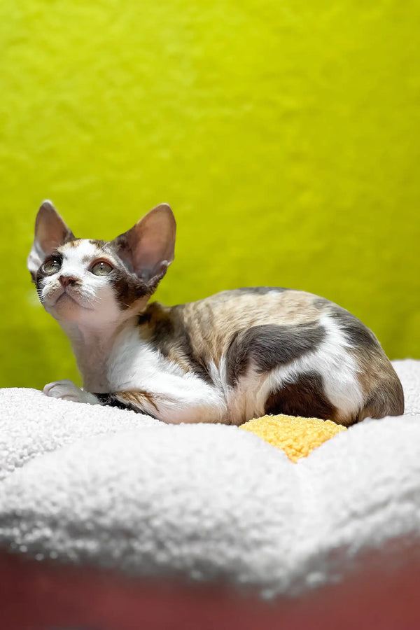 Monica | devon rex kitten
