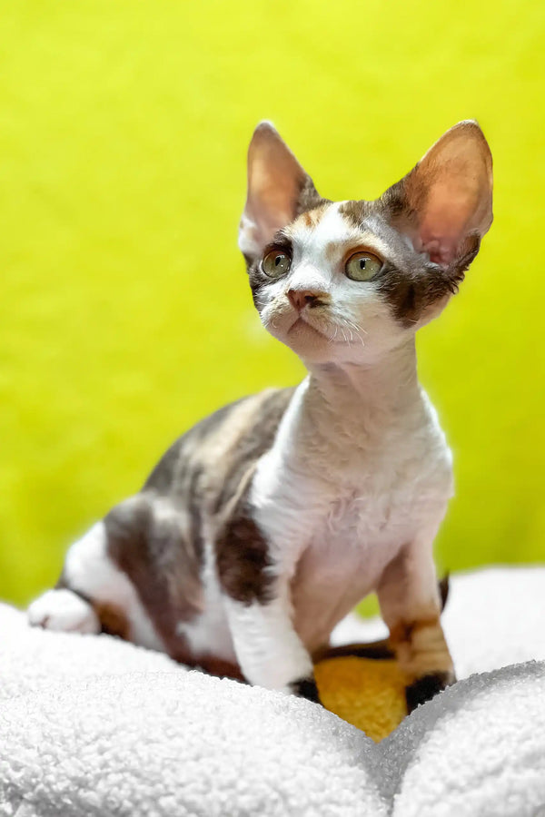 Monica | devon rex kitten