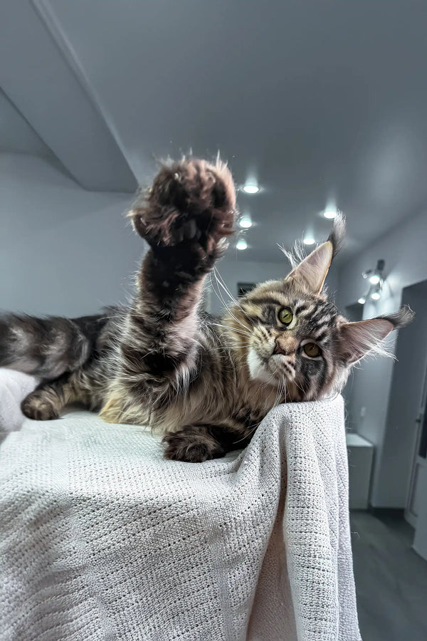 Monica | maine coon kitten