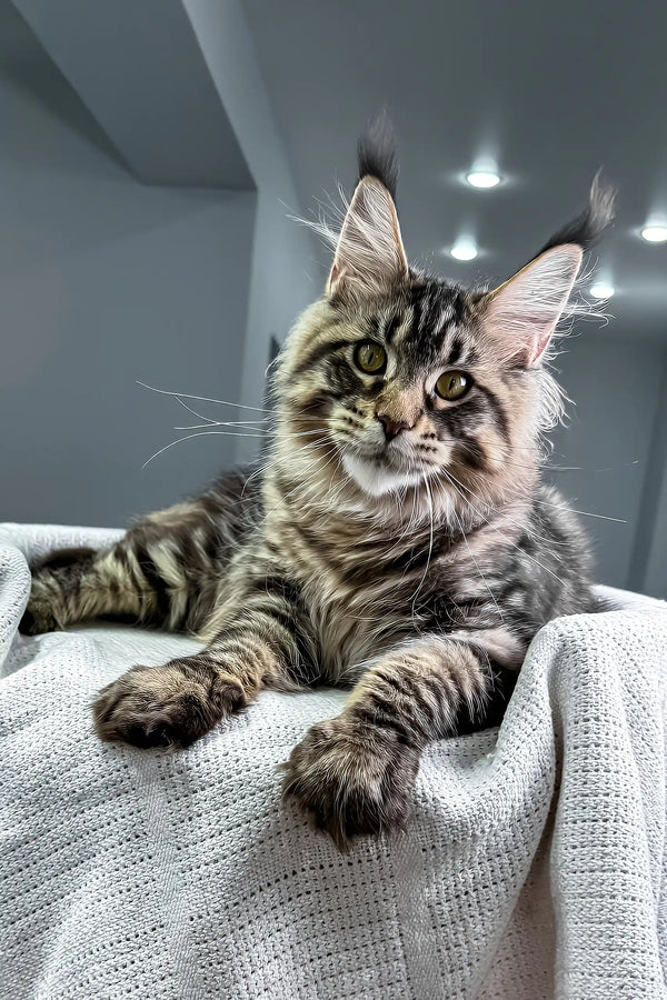 Monica | maine coon kitten